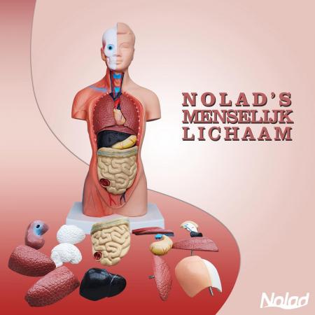 Nolad® Torso menselijk lichaam met uitneembare organen Anatomie model torso organen 15-delig - Anatomisch model - 42 cm 8720387973552