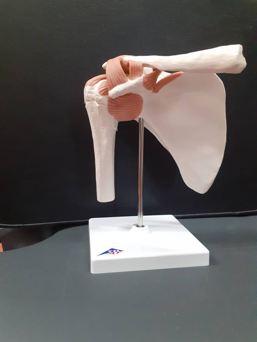 Functional Shoulder Joint