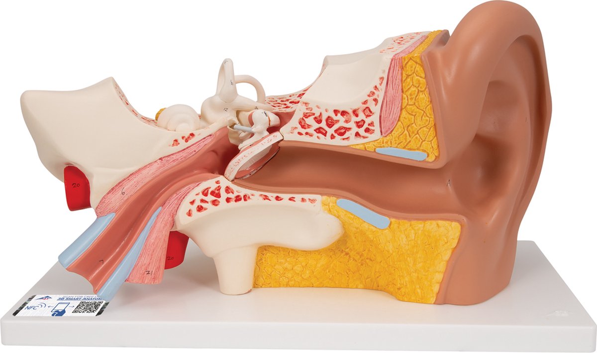 Het menselijk lichaam - anatomie model oor, 4-delig, 34x16x19 cm