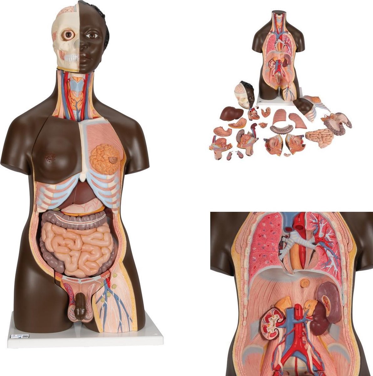 Het menselijk lichaam - anatomie model torso met organen, donkere huidskleur, tweeslachtig, 24-delig, 87 cm