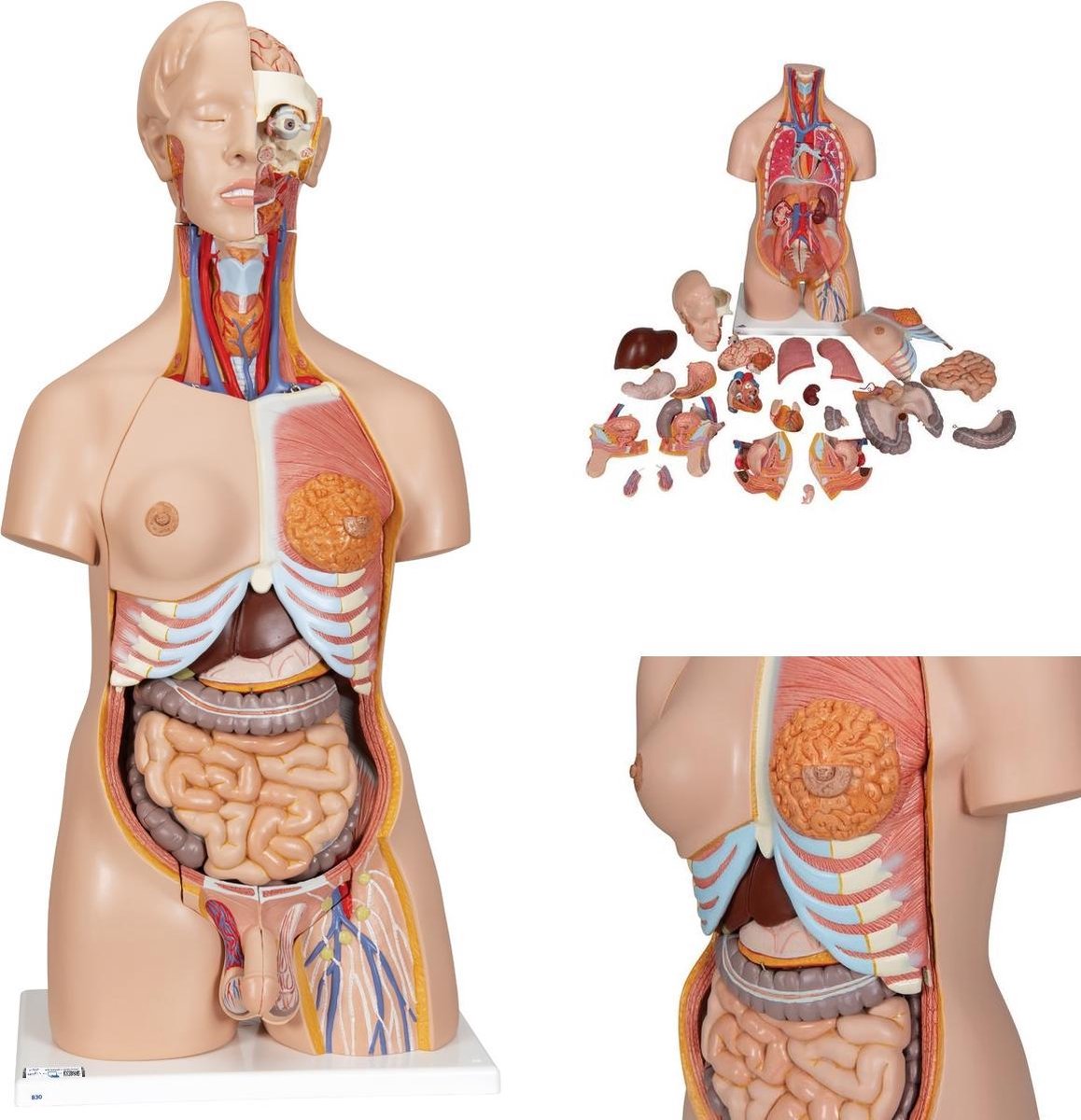 Het menselijk lichaam - anatomie model torso met organen, tweeslachtig, 24-delig, 87 cm