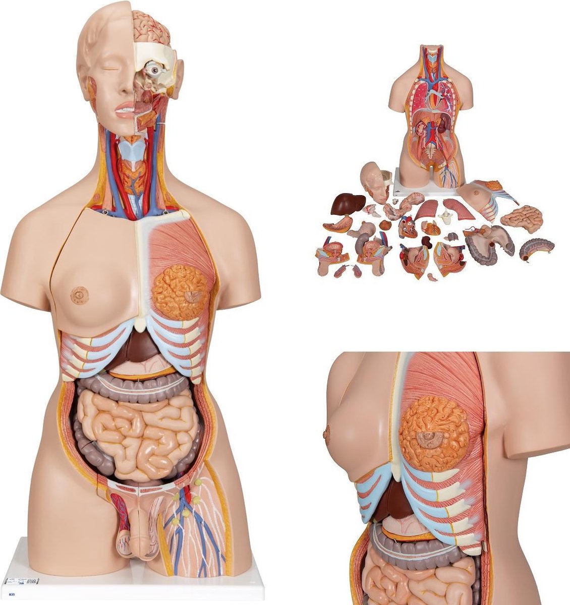 Het menselijk lichaam - anatomie model torso met organen, tweeslachtig, met open rug, 28-delig, 87 cm