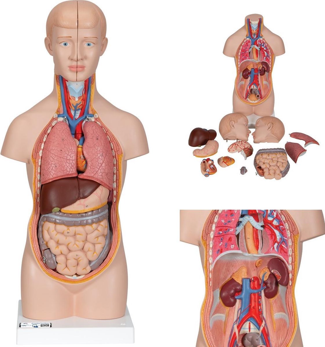 Het menselijk lichaam - anatomie model torso met organen, unisex, 12-delig, 54 cm