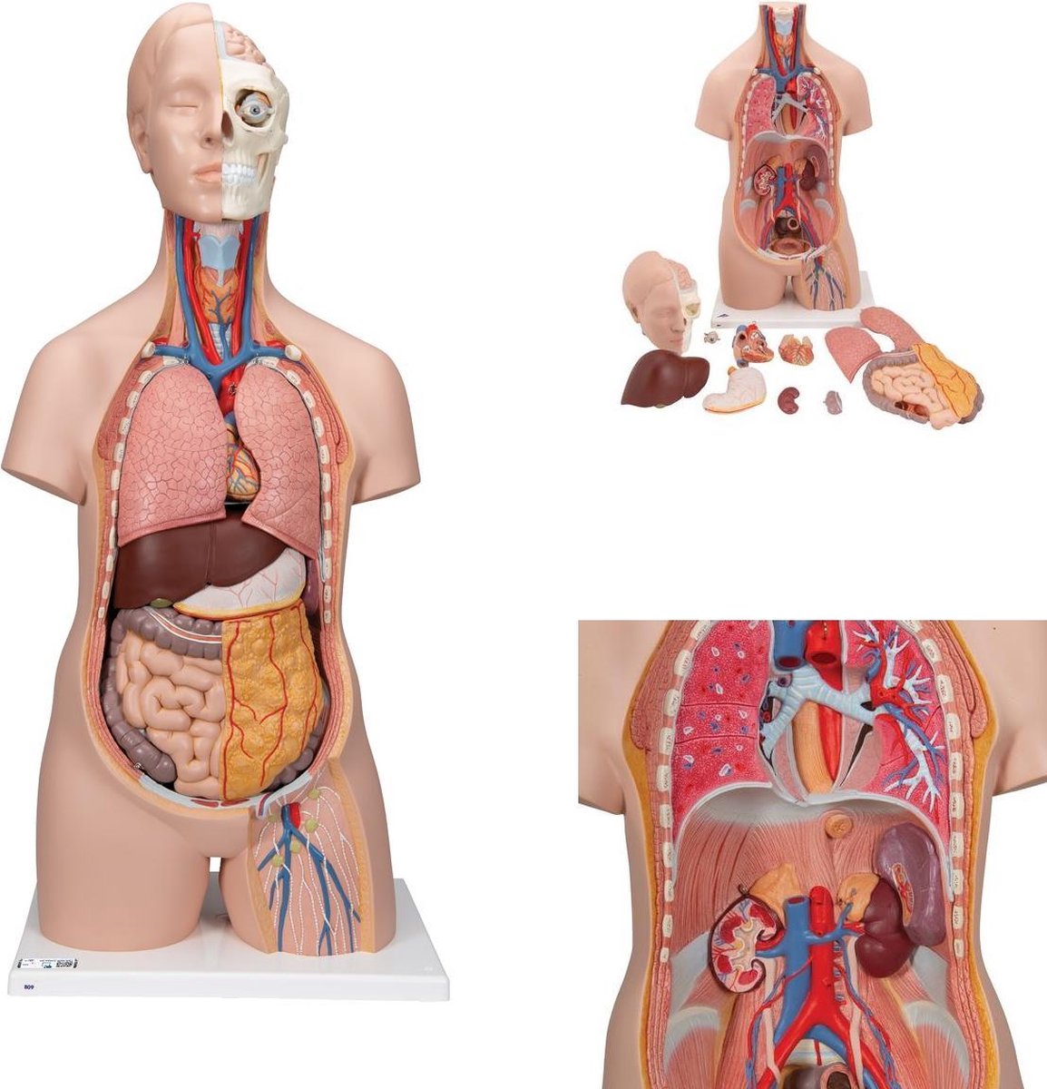 Het menselijk lichaam - anatomie model torso met organen, unisex, 12-delig, 87cm