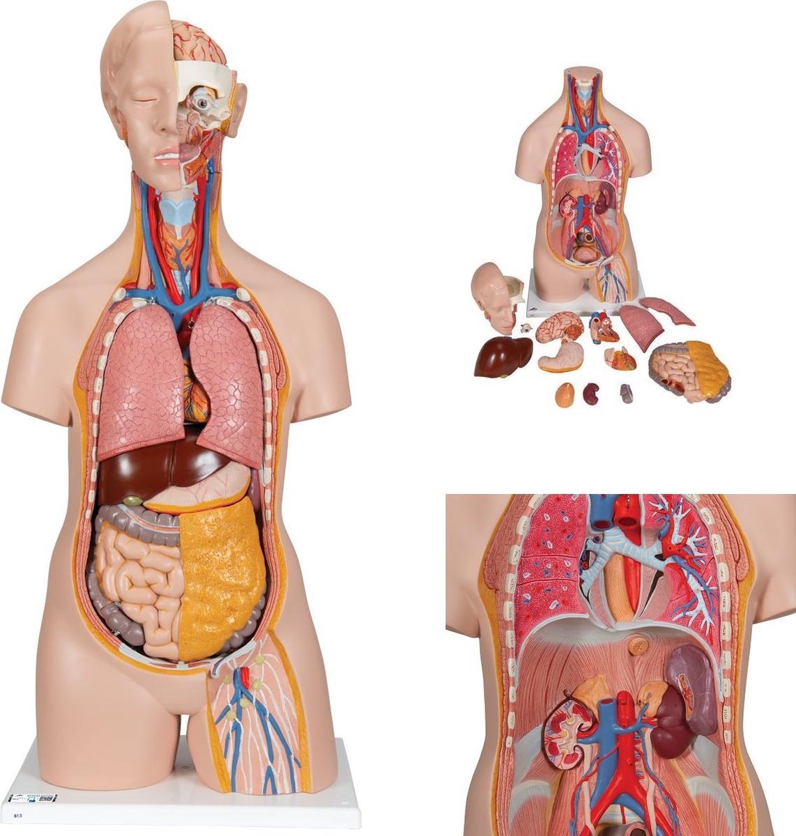 Het menselijk lichaam - anatomie model torso met organen, unisex, 14-delig, 87 cm