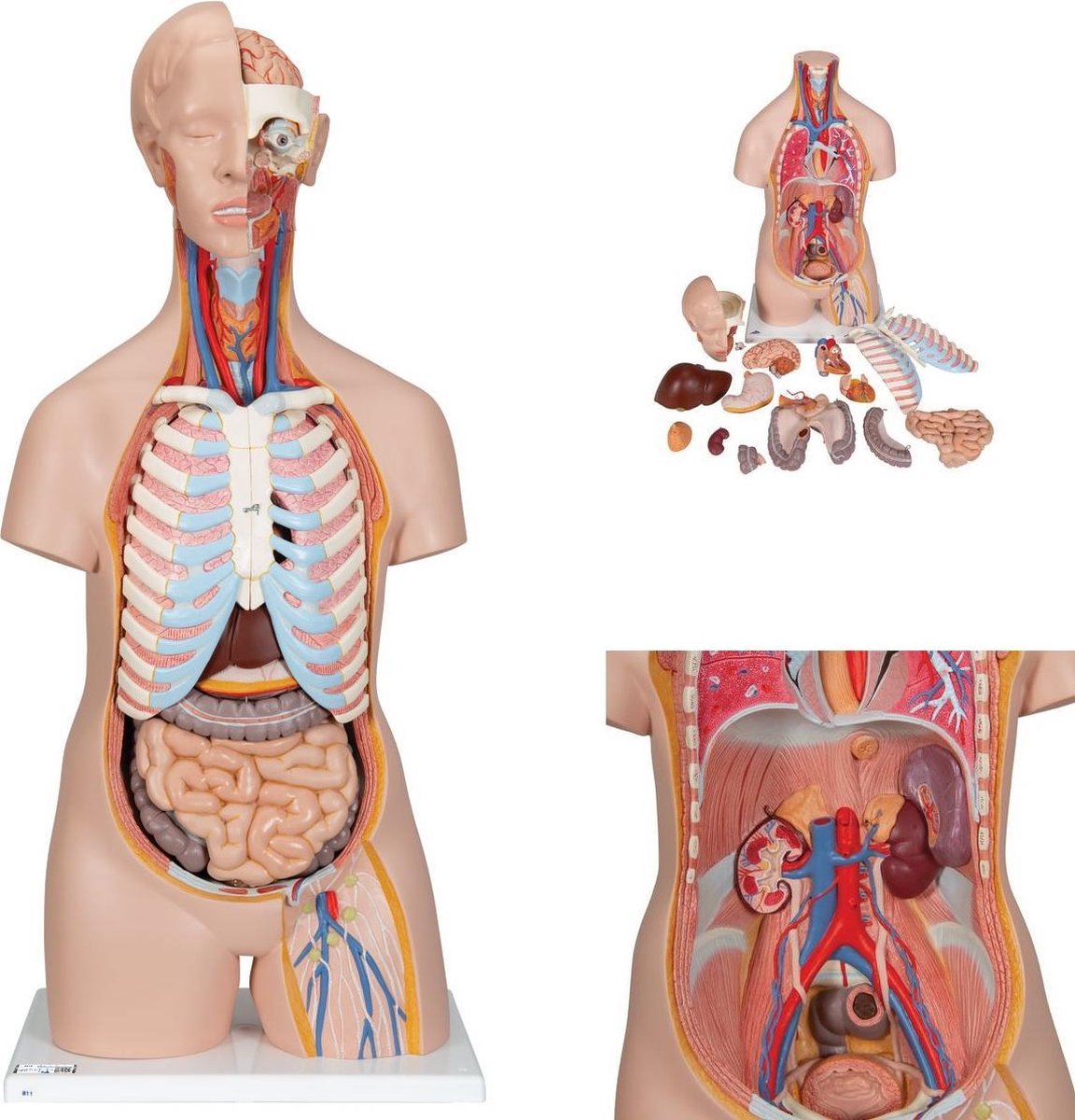 Het menselijk lichaam - anatomie model torso met organen, unisex, 16-delig, 87cm