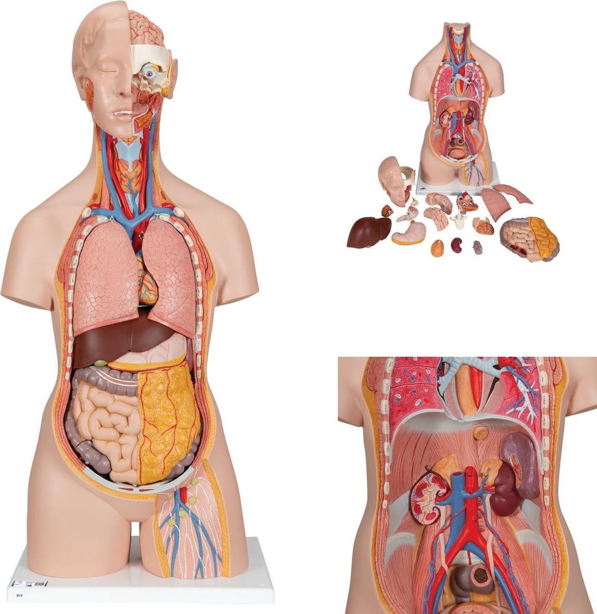 Het menselijk lichaam - anatomie model torso met organen, unisex, 18-delig, 87cm