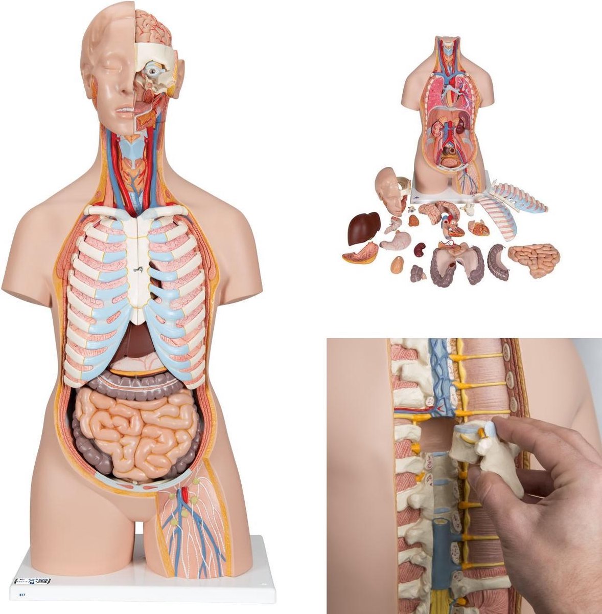 Het menselijk lichaam - anatomie model torso met organen, unisex, met open rug, 21-delig, 87 cm