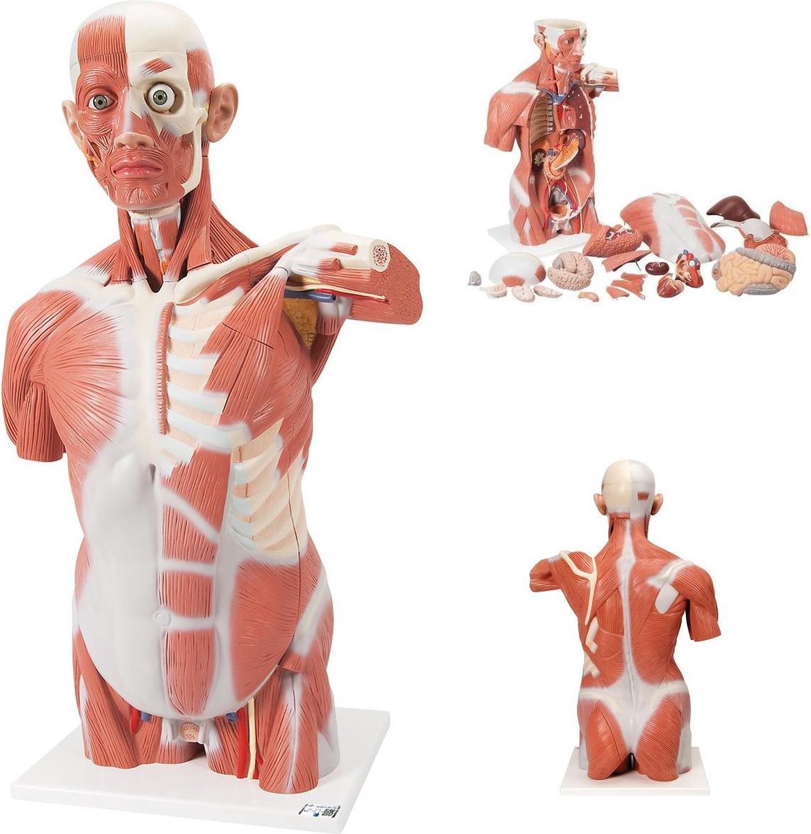 Het menselijk lichaam - anatomie model torso met organen en spieren deluxe, unisex, 27-delig, 95 cm