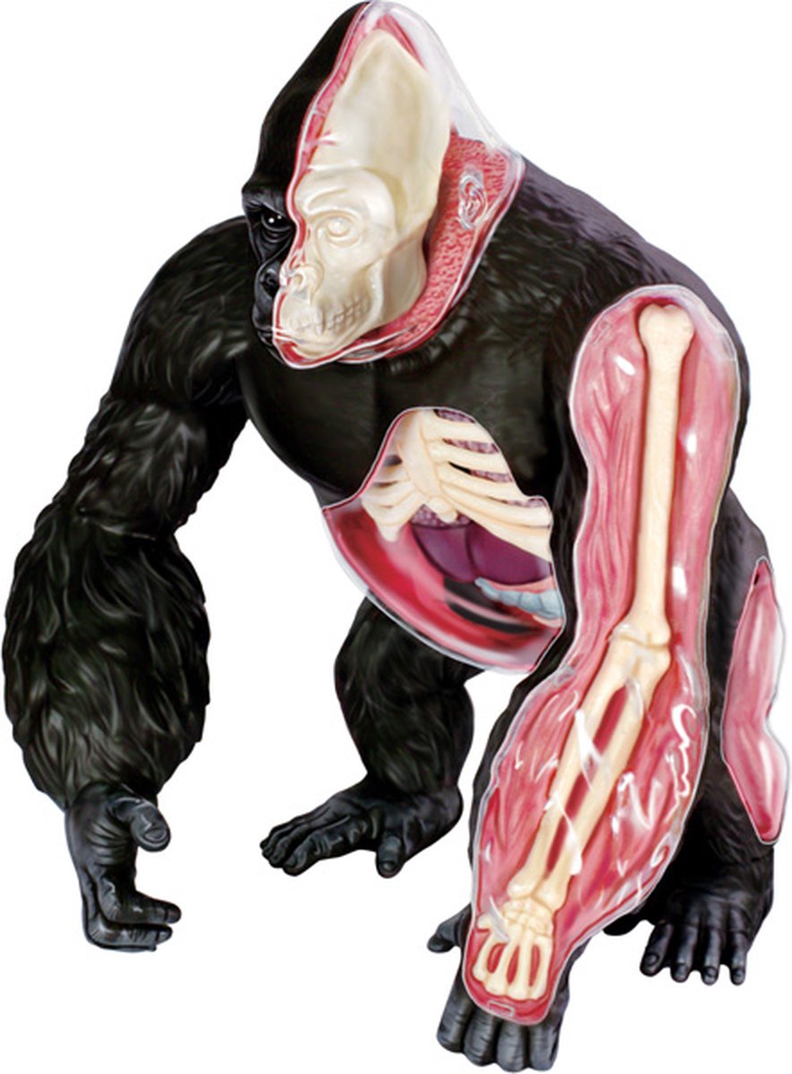 4D Gorilla Model, 29-delig, 21 cm