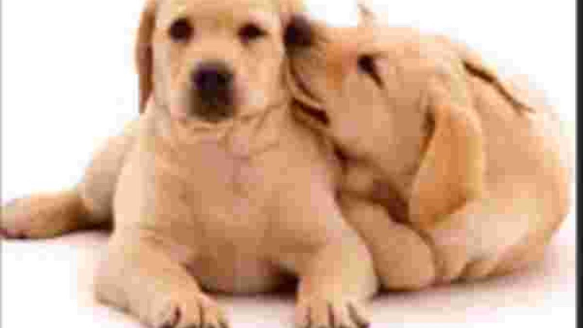 2 Bruine Labradors Muismat