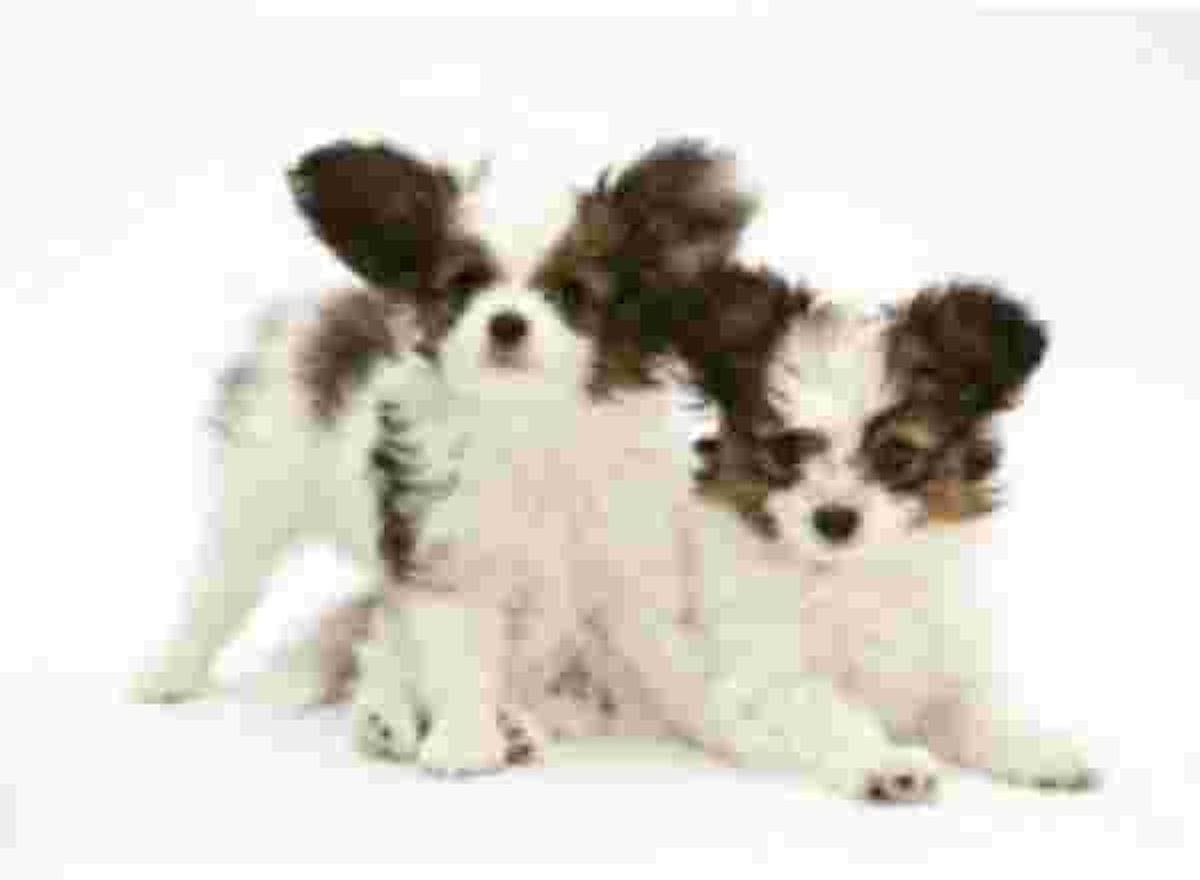 2 Papillon  Pups Muismat