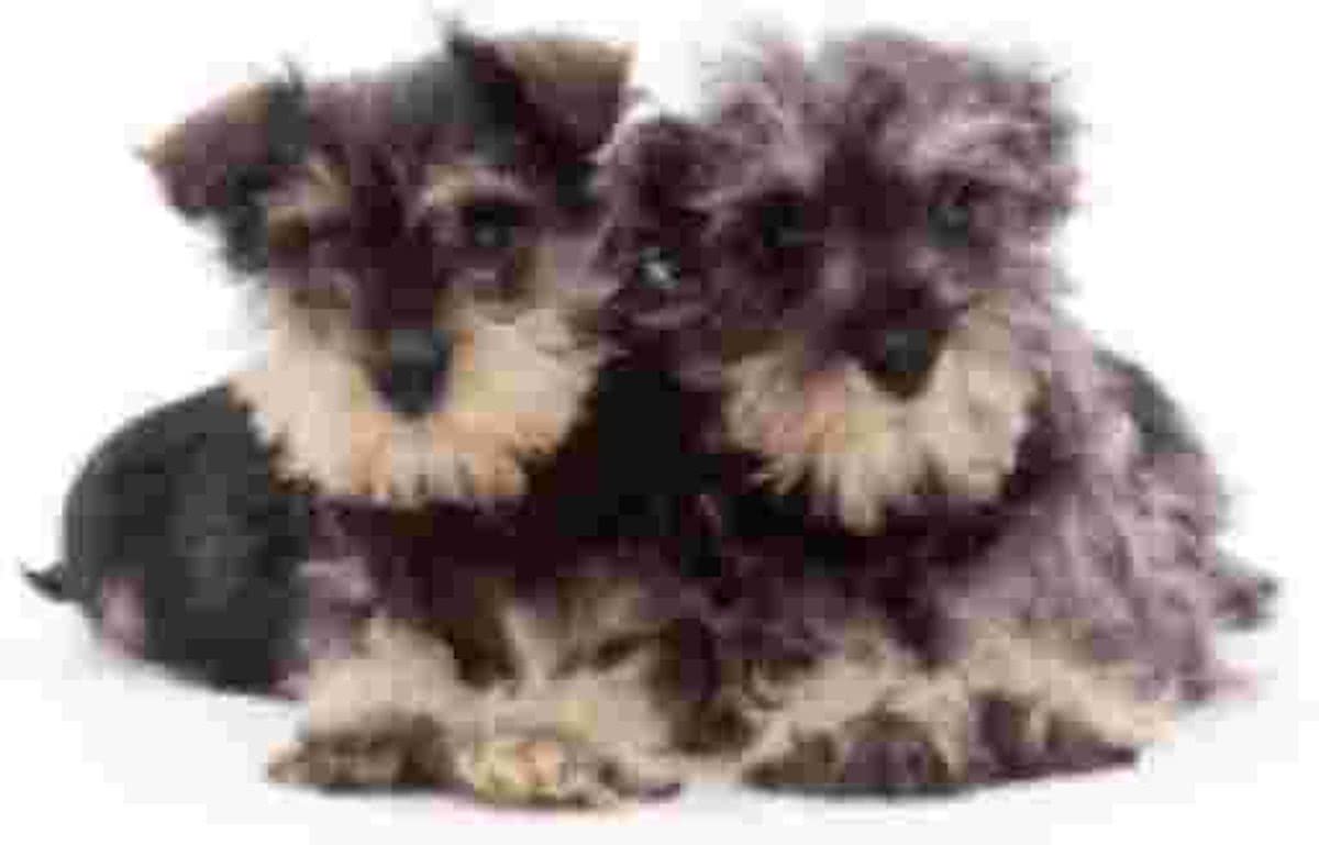 2 Schnautzer Pups  Muismat