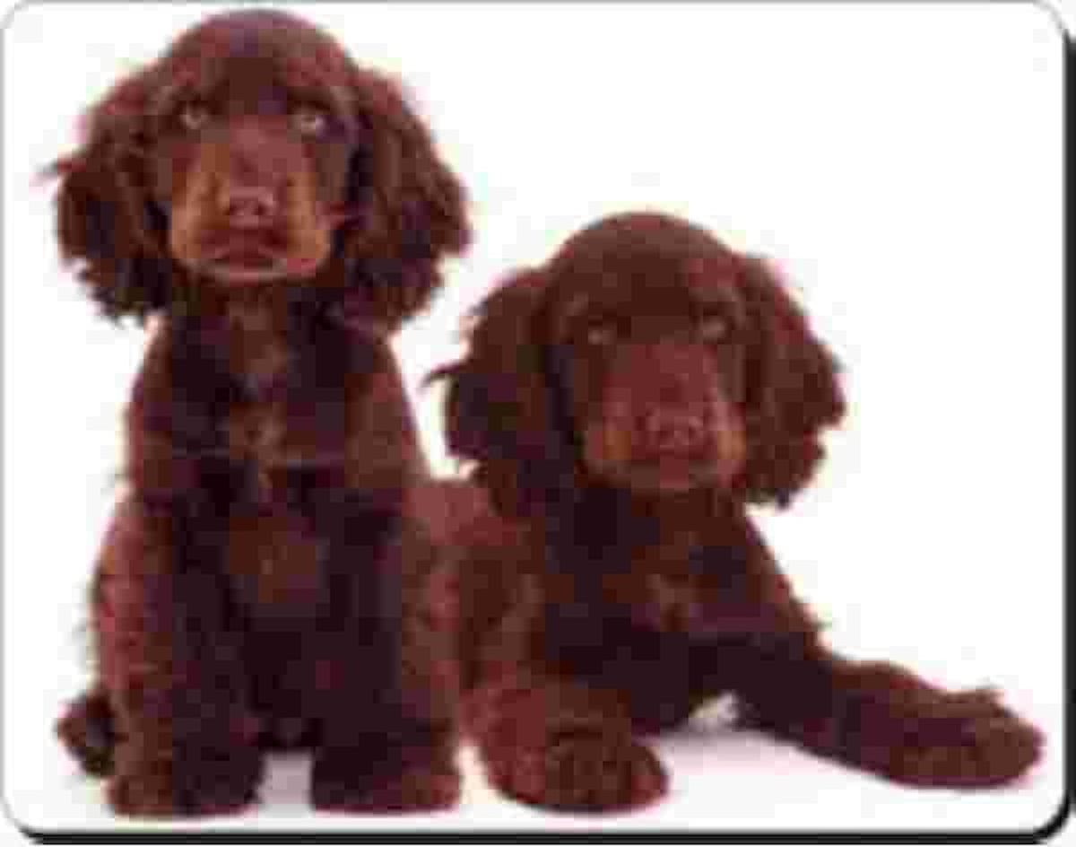 2 donkerbruine cocker Spaniels  Muismat