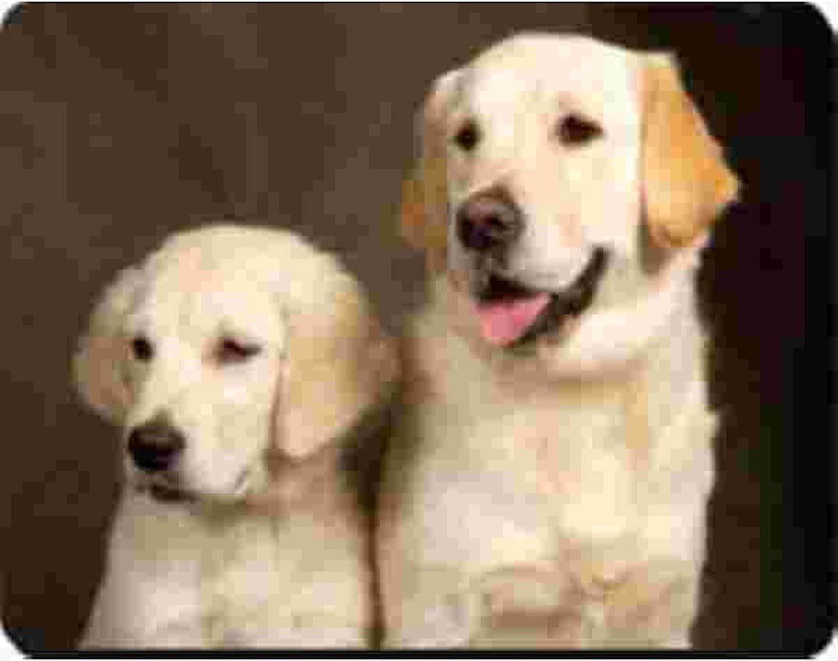 2 golden Retrievers  Muismat