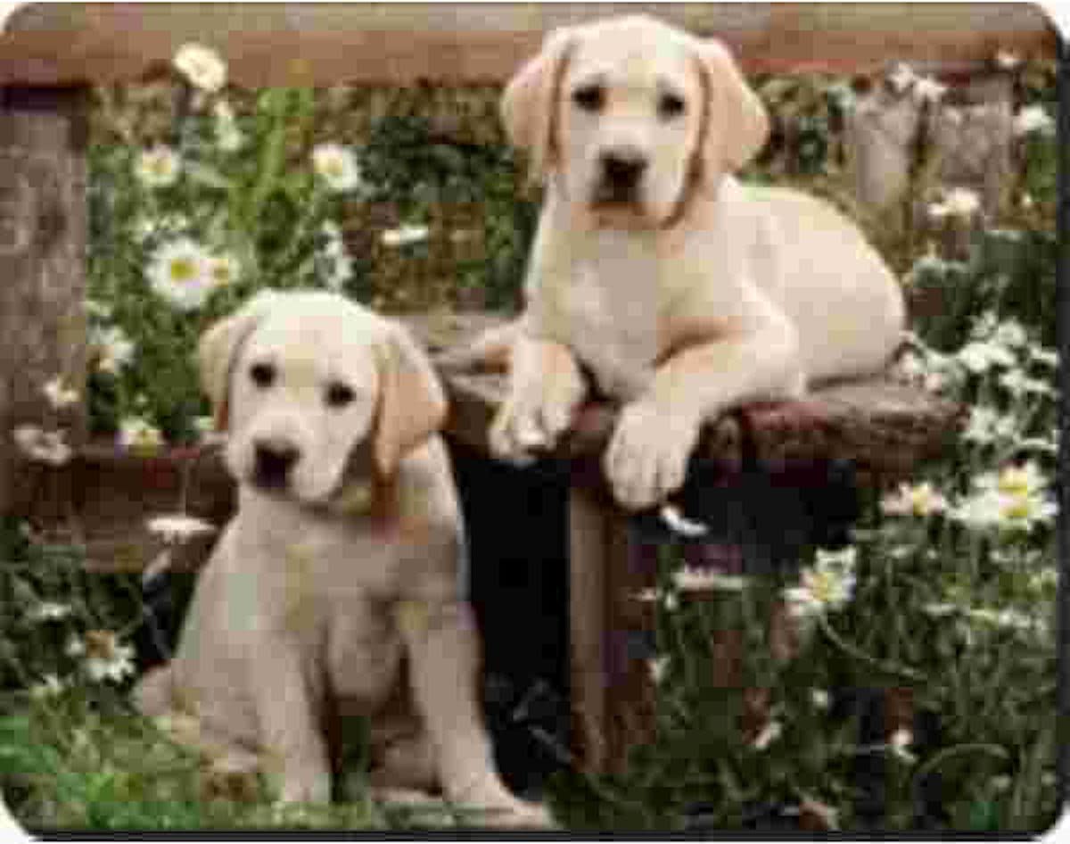 2  gouden labradors in tuin Muismat