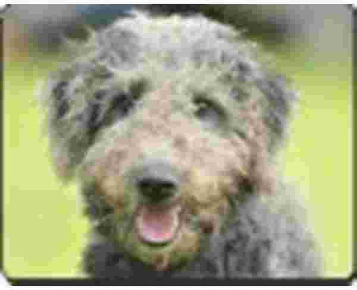 Bedlington Terrier  Muismat