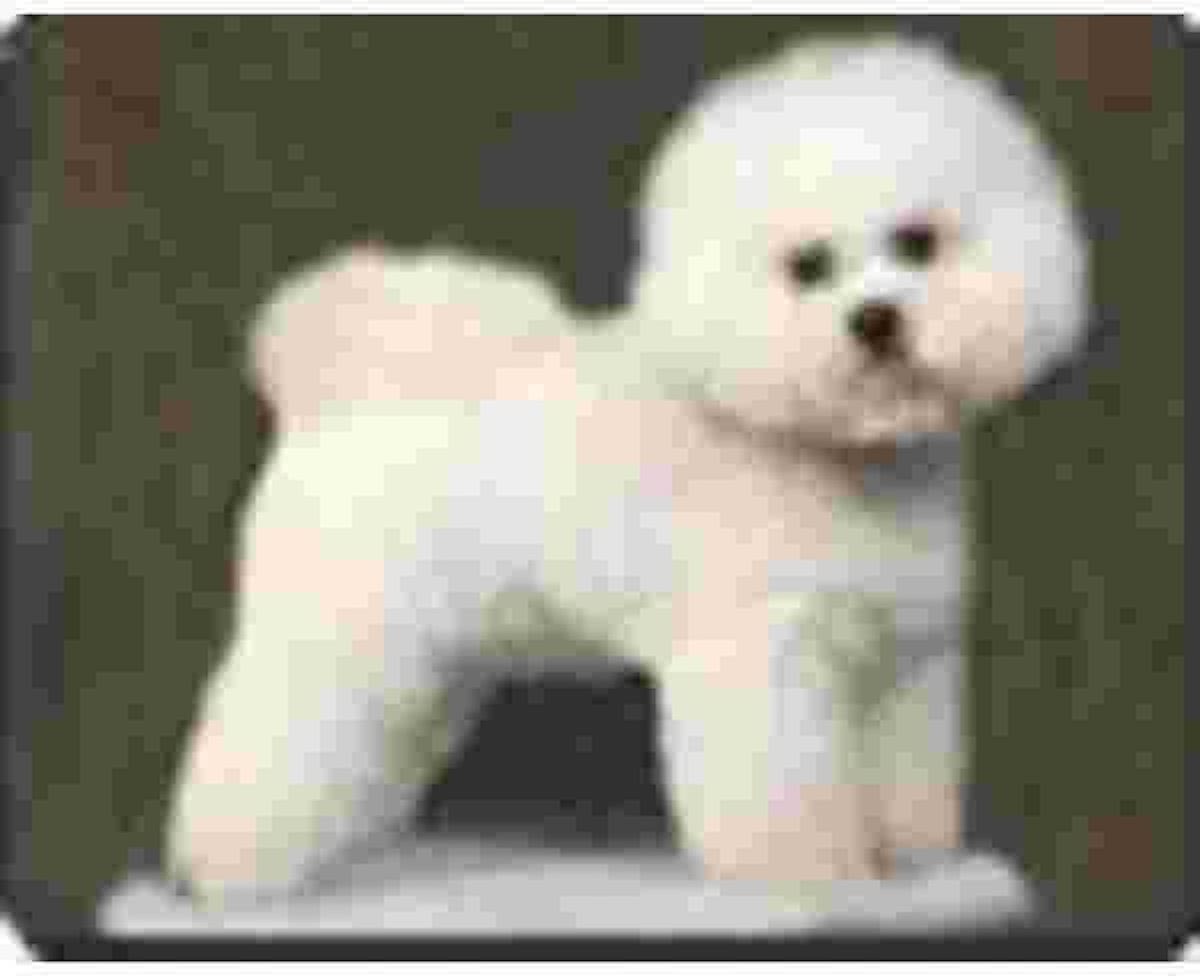 Bichon Frise  Muismat