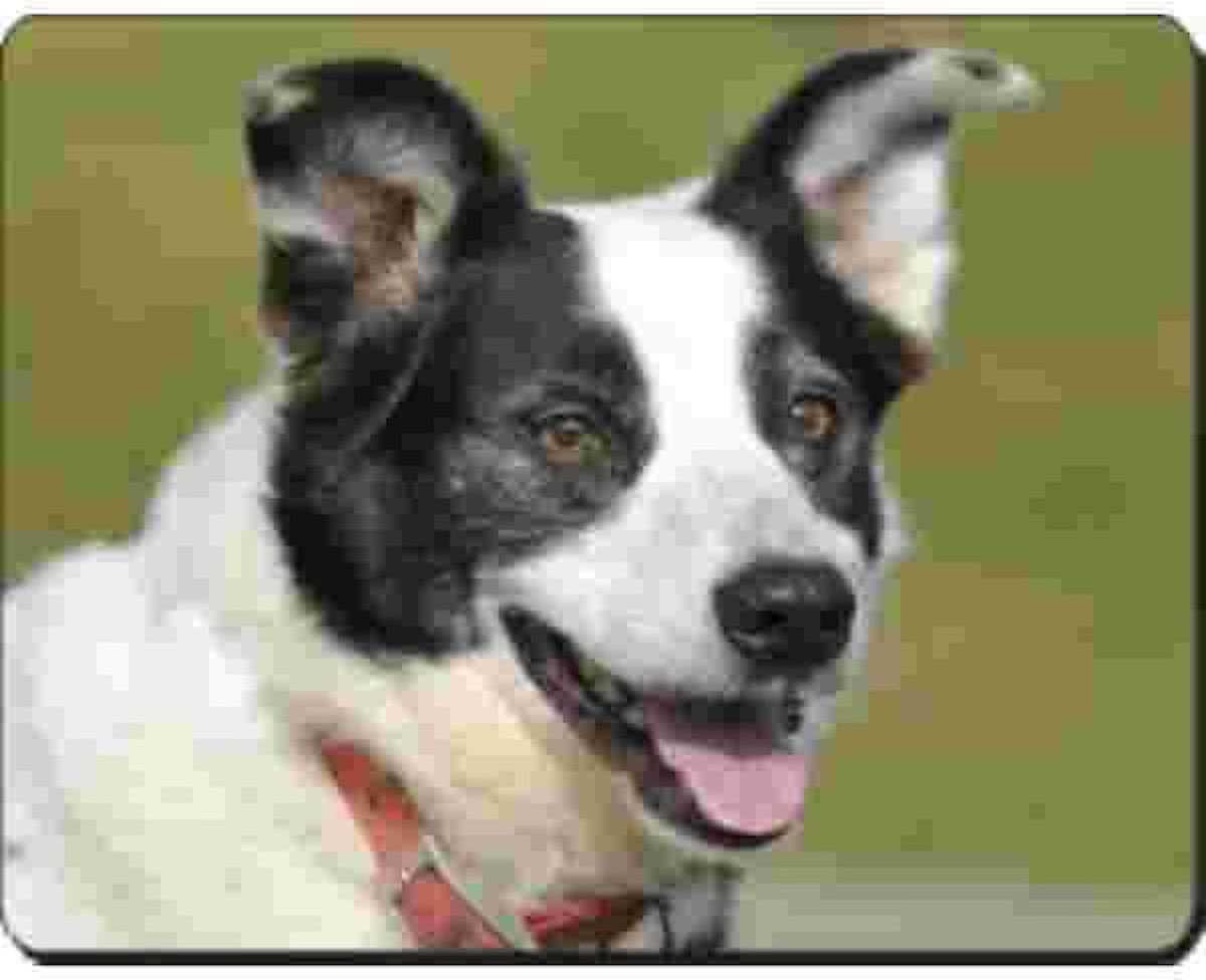 Border Collie  Muismat