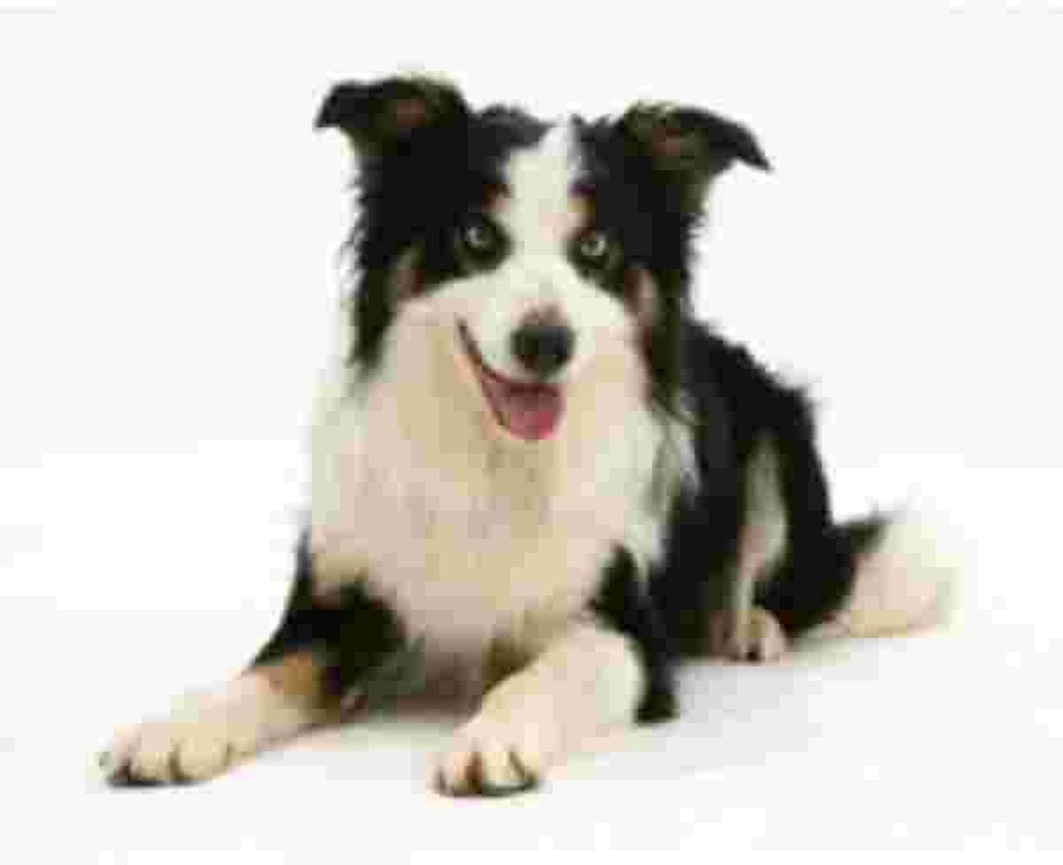 Border Collie Tri-colour  Muismat