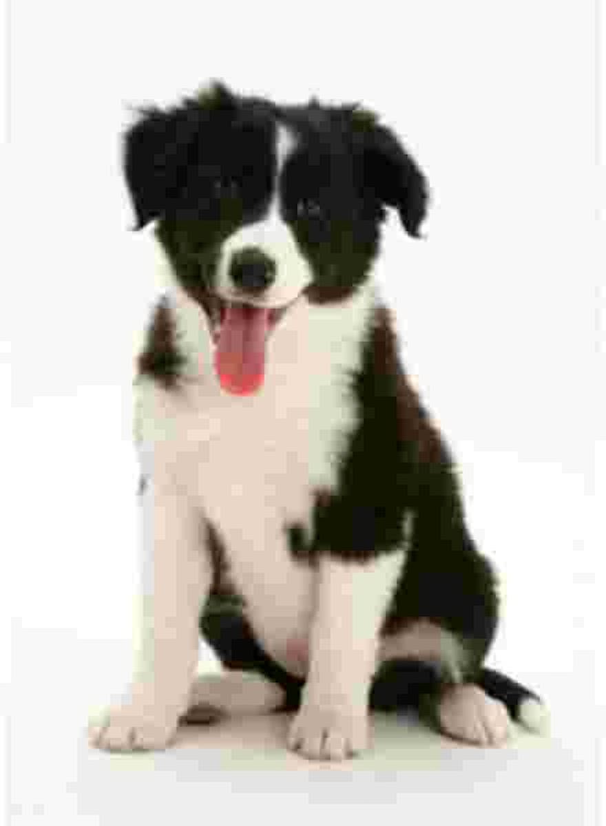 Border Collie pup  Muismat