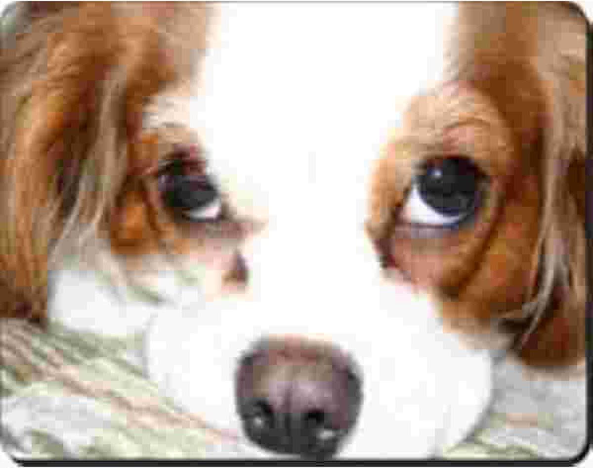 Cavalier King Charles  Muismat