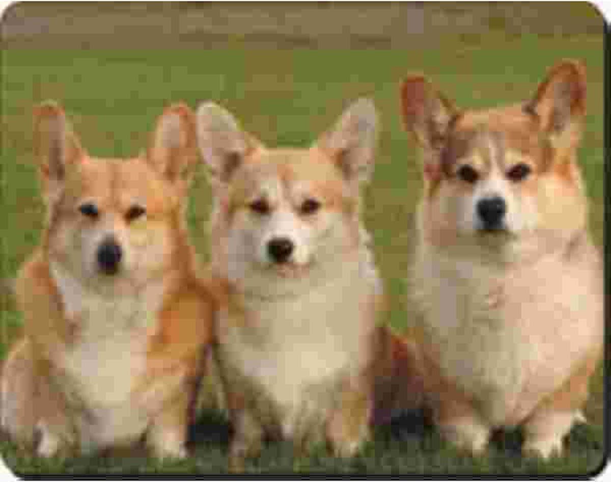 Corgis  Muismat