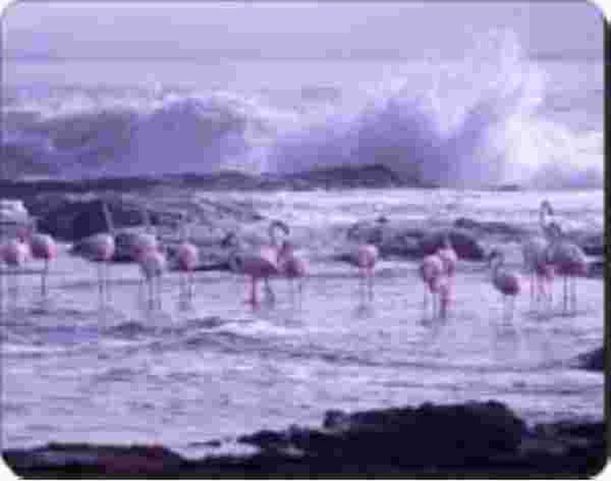 Flamingos (paars)  muismat