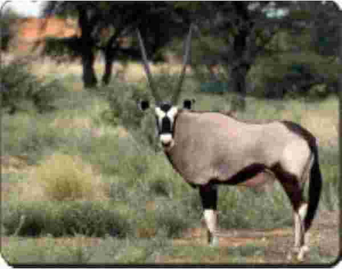 Gazelle  Muismat