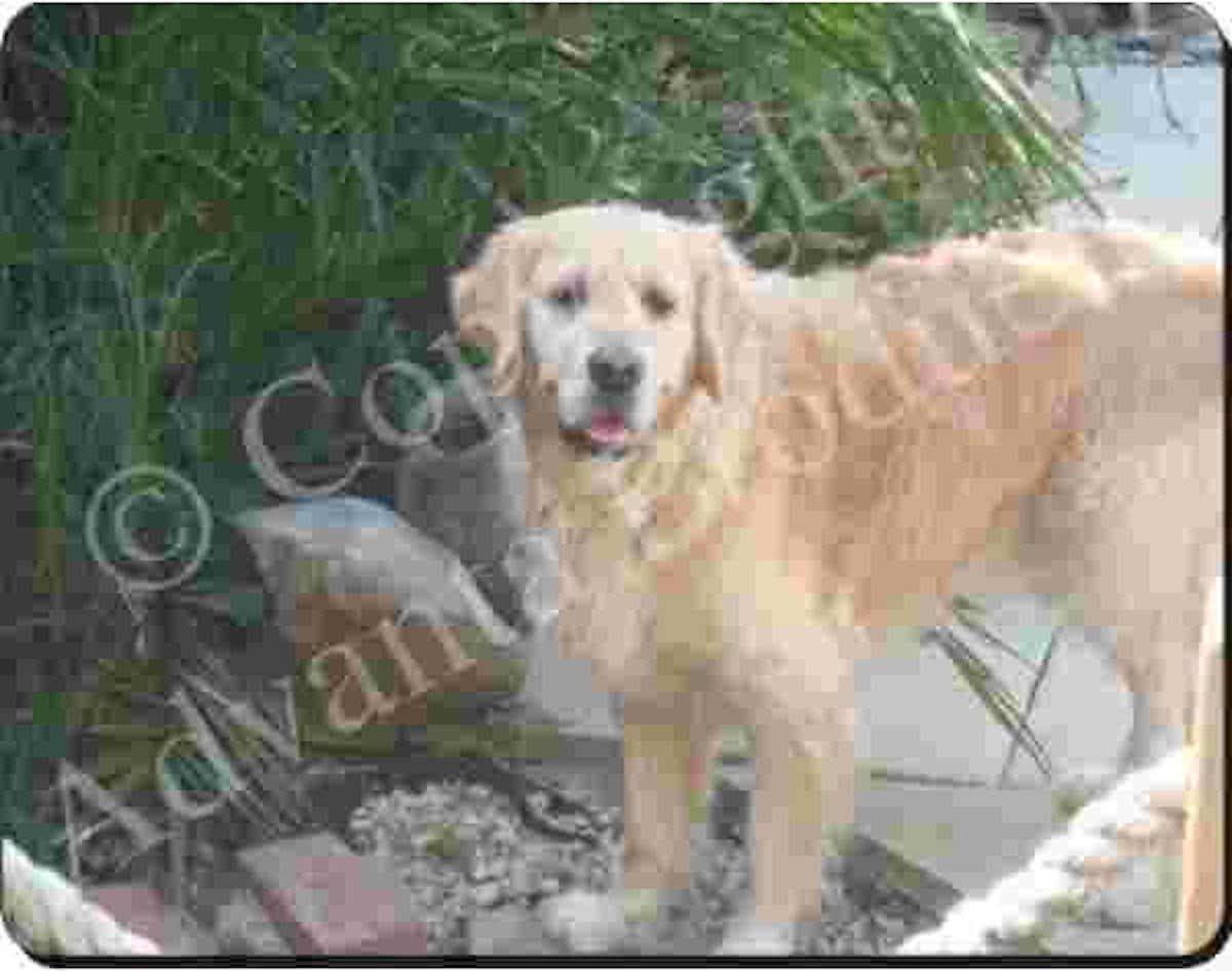 Golden Retriever   Muismat