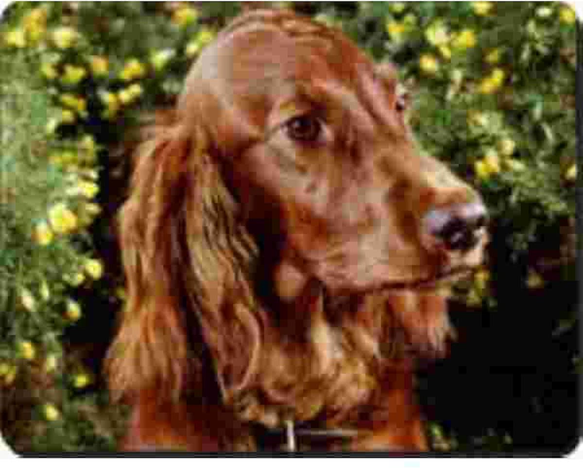 Ierse Setter  Muismat