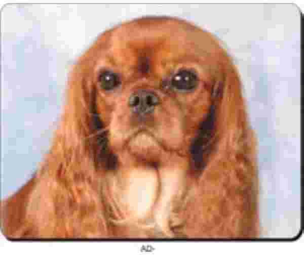 King Charles Spaniel  Muismat