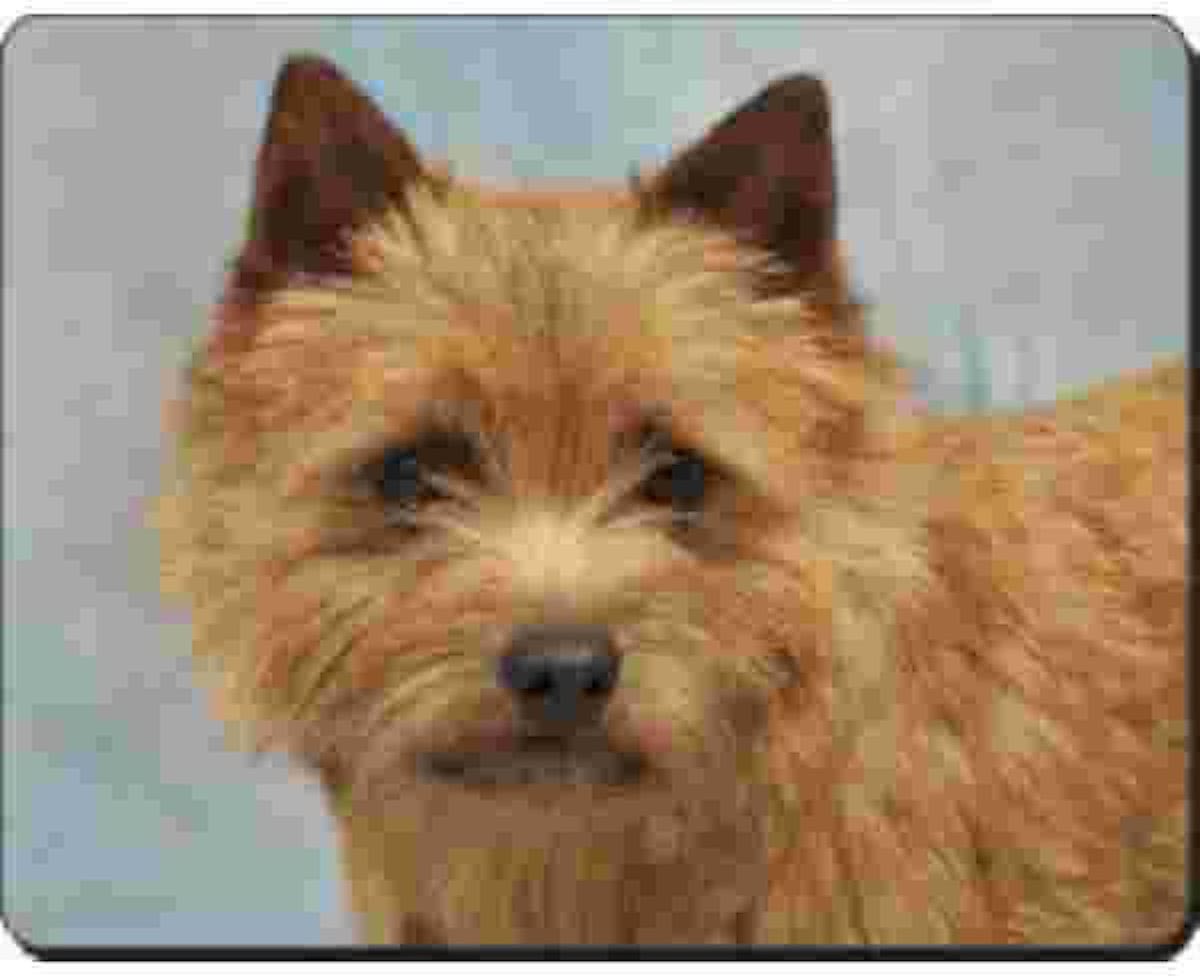 Norwich Terrier   Muismat