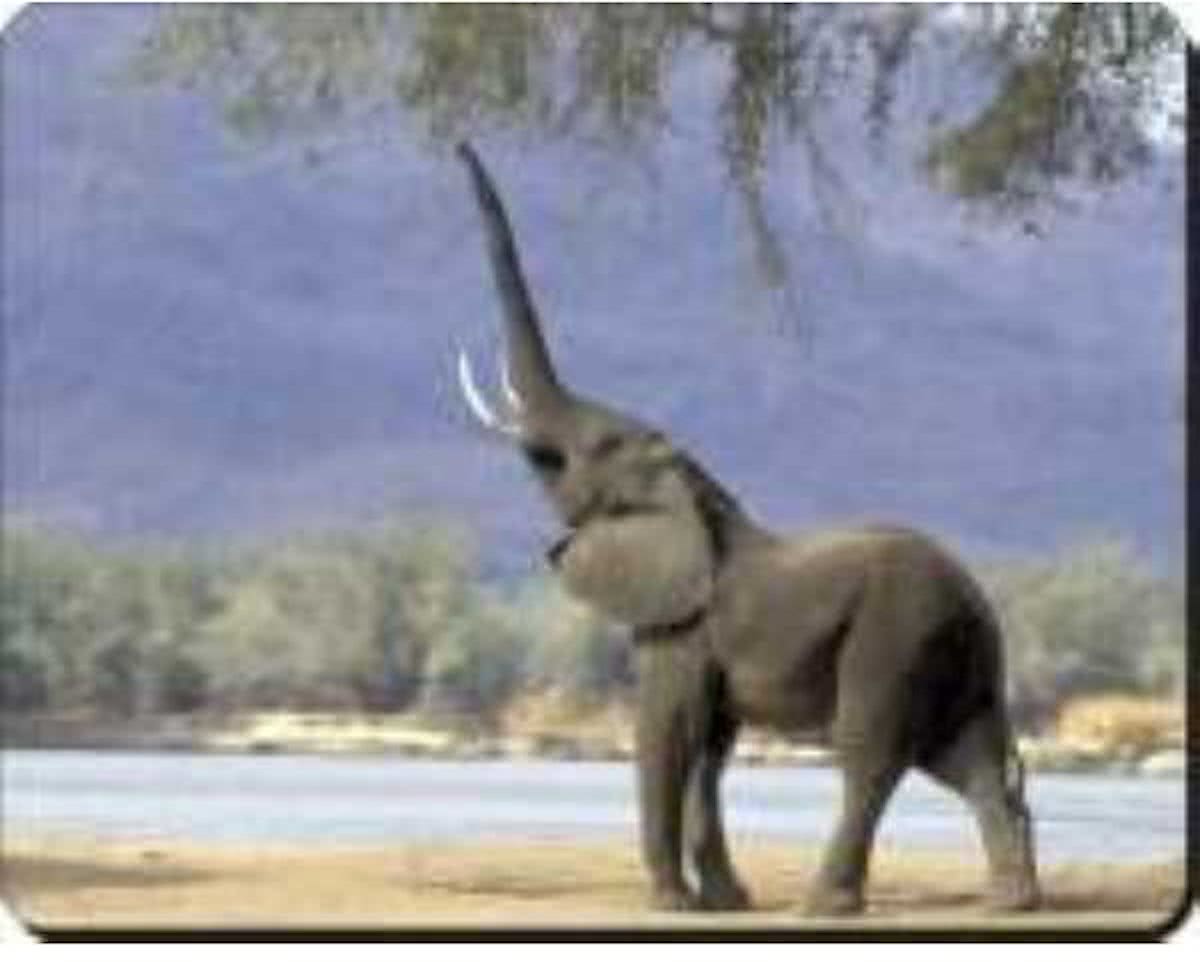 Olifant   Muismat