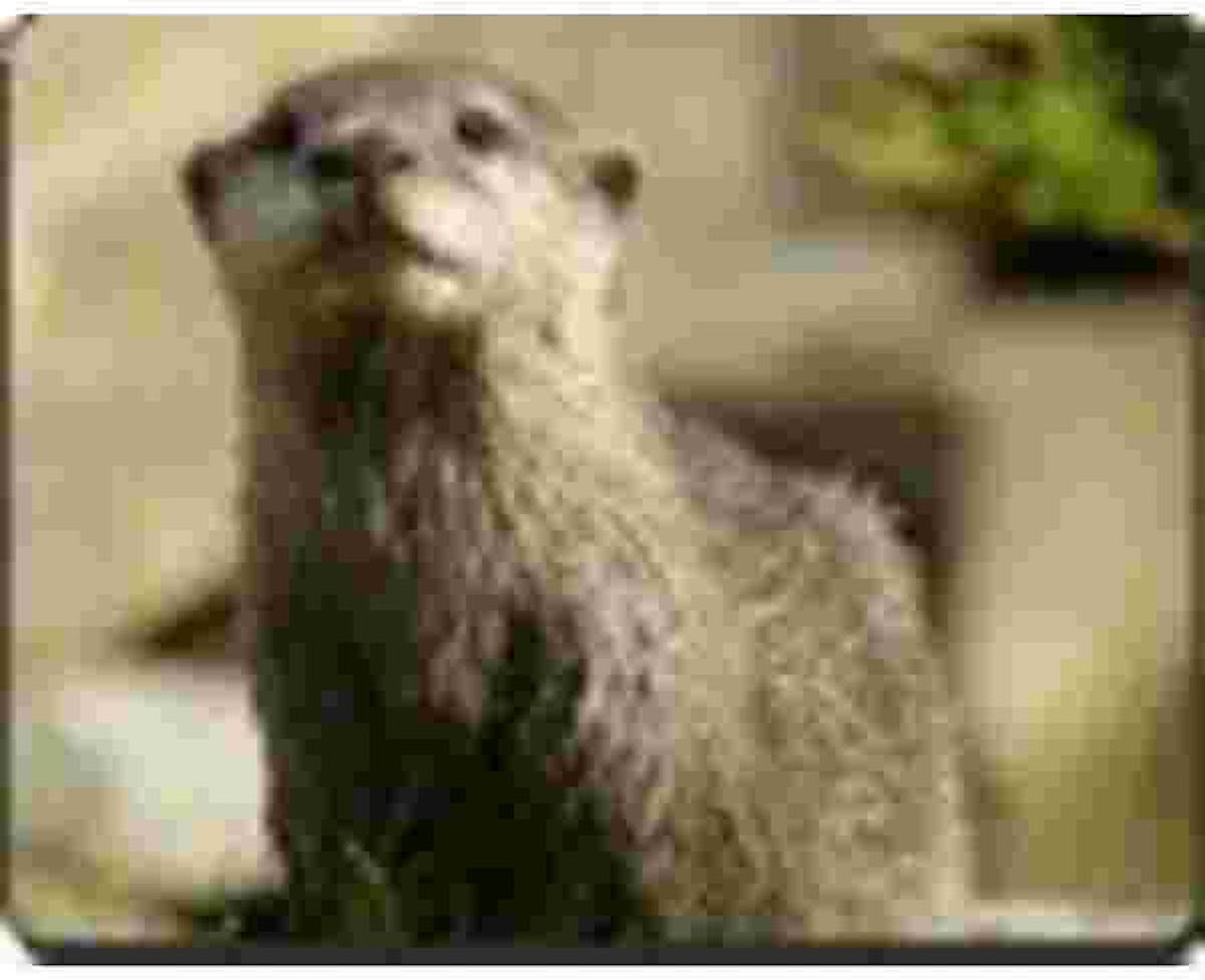 Otter  Muismat