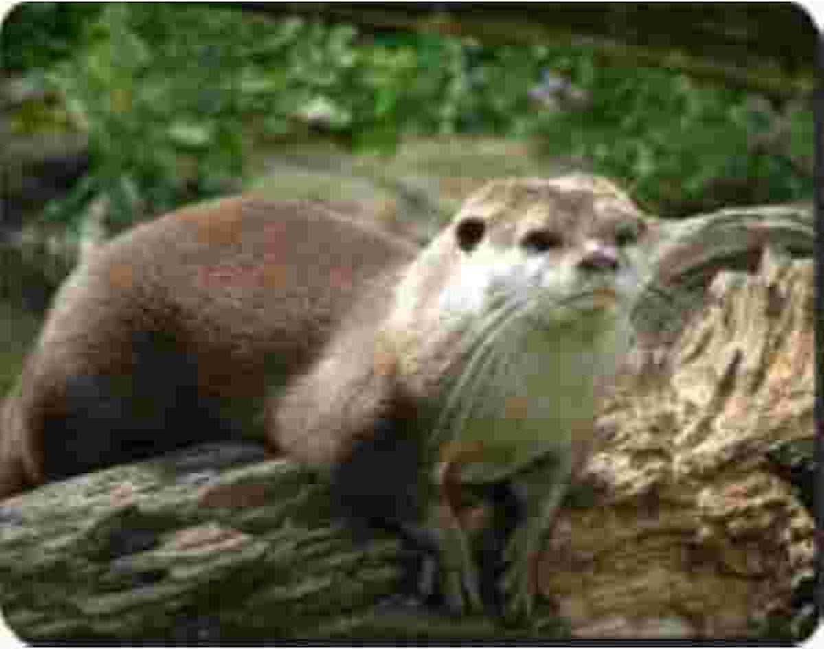 Otter  Muismat