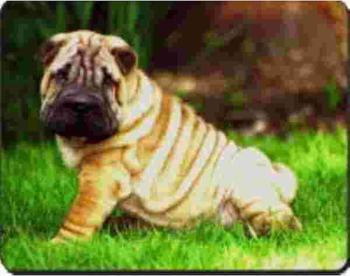 Shar Pei  Muismat