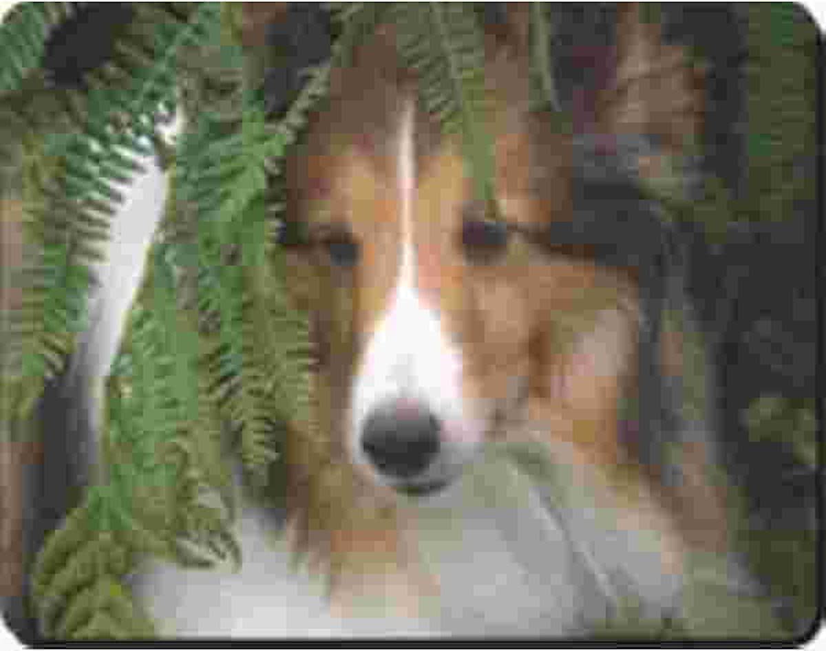 Sheltie In Hooi  Muismat