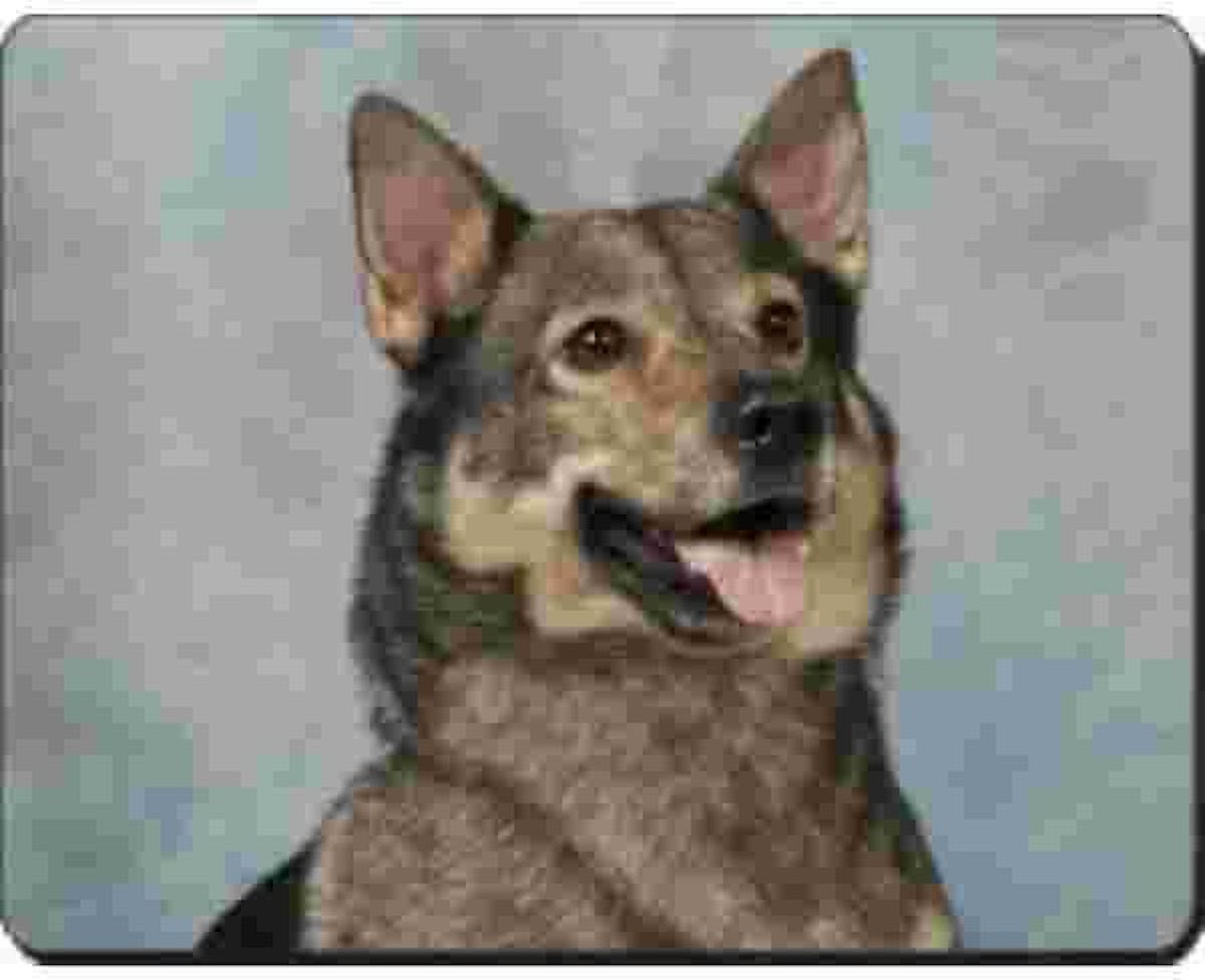 Swedish vallhund Muismat