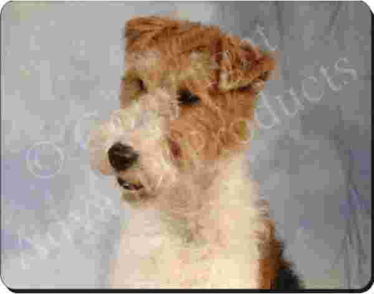 Welsh Terrier    Muismat