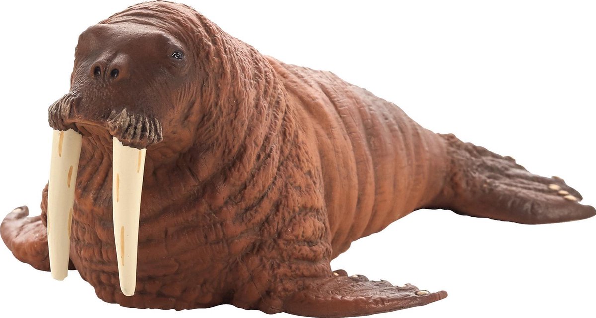   Walrus