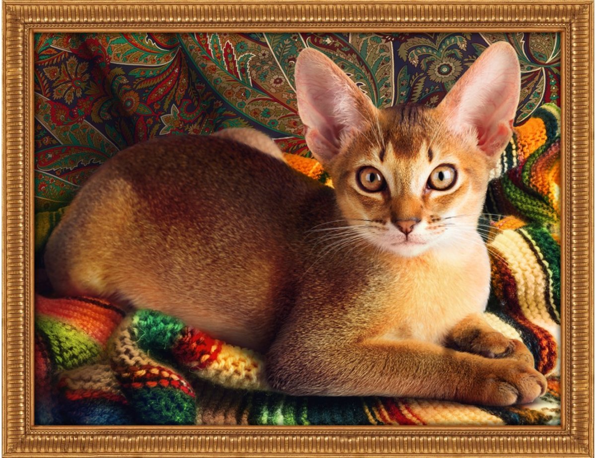 Diamond Painting  Abyssinian Cat    40x30