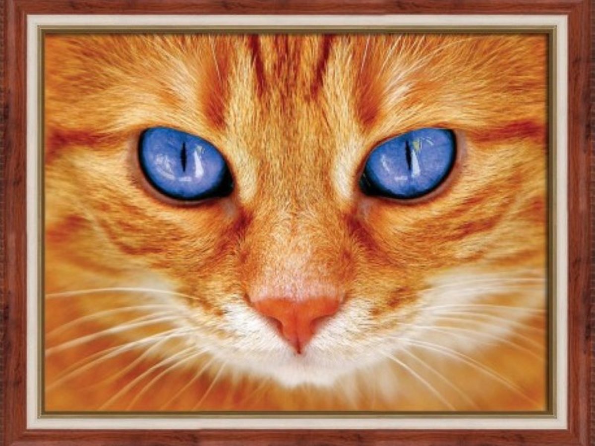 Diamond painting kit Blue-Eyed Full Vierkant Cat 40x30