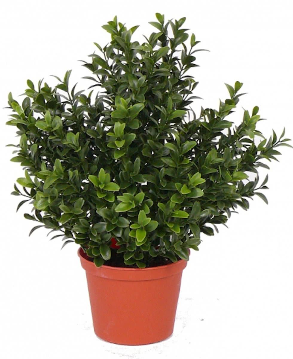 Kunst buxus plant in pot 31 cm