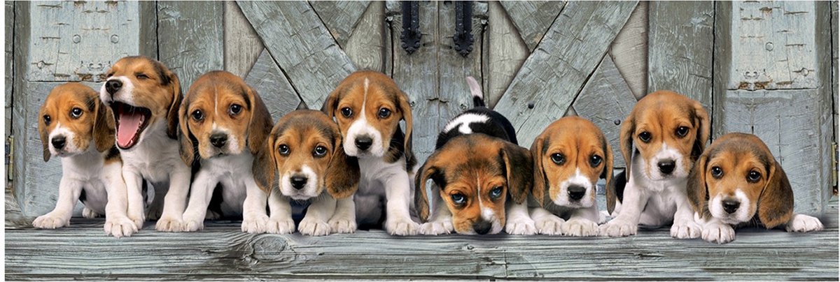 Clementoni High Quality Collection Panorama Puzzel Beagles 1000 Stukjes