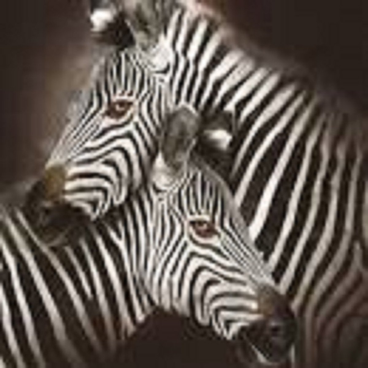 Crystal Art - Diamond painting - Zebra Hugs - 30×30 cm - Partial