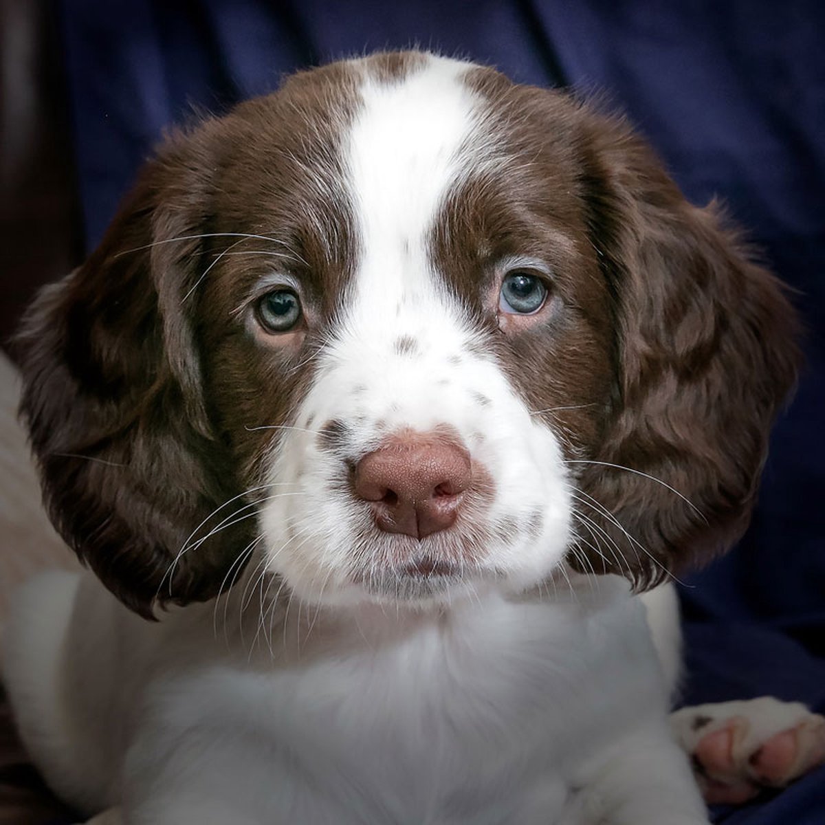 DP Benelux Diamond Painting - Cute Puppy  - formaat 100 x 100 cm - Volledige bedekking - Vierkante steentjes in afsluitbare potjes – Gemaakt in Nederland – Hoogste kwaliteit – Snelle levering!