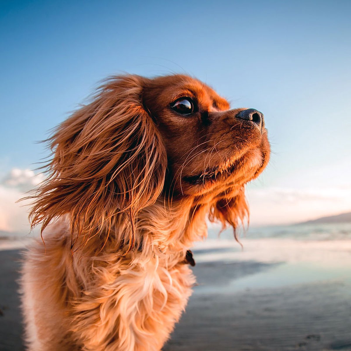 DP Benelux Diamond Painting - Hondje op Strand  - formaat 80 x 80 cm - Volledige bedekking - Vierkante steentjes in afsluitbare potjes – Gemaakt in Nederland – Hoogste kwaliteit – Snelle levering!