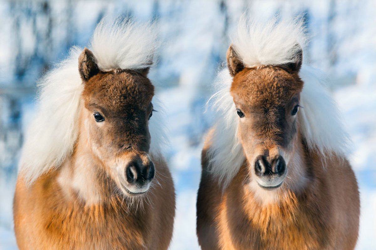 DP Benelux Diamond Painting - Ponys in de Winter - formaat 150 x 100 cm - Volledige bedekking - Vierkante steentjes in afsluitbare potjes – Gemaakt in Nederland – Hoogste kwaliteit – Snelle levering!