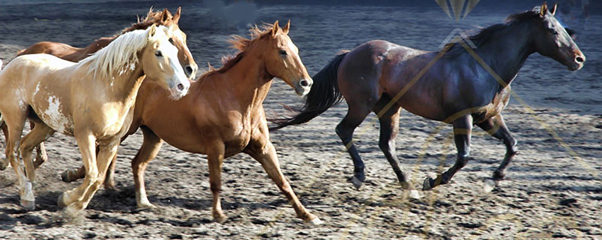 DP Benelux Diamond Painting - Rennende paarden op het strand - formaat 200 x 80 cm - Volledige bedekking - Vierkante steentjes in afsluitbare potjes – Gemaakt in Nederland – Hoogste kwaliteit – Snelle levering!